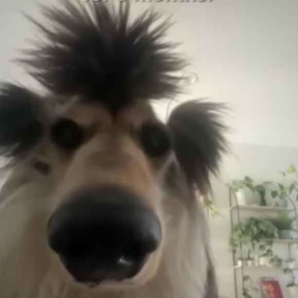 Meet your Posher, Isabel - Picture 1 of 1